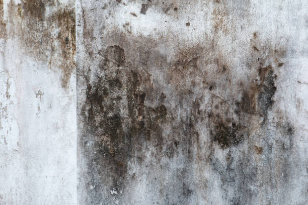 Best HVAC Mold Inspection and Cleaning  in Colonia, NJ