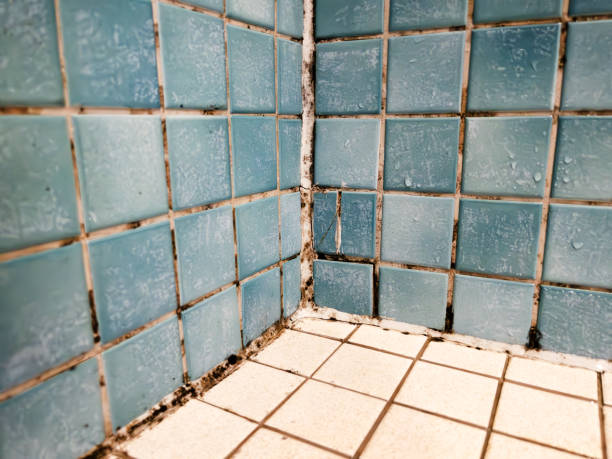 Best Crawl Space Mold Remediation  in Colonia, NJ