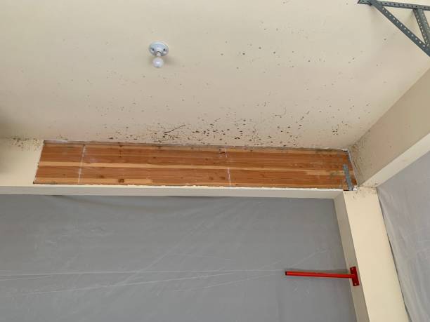 Best Attic Mold Removal  in Colonia, NJ