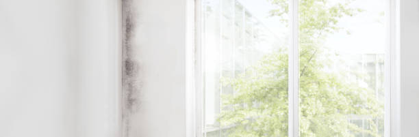 Best Comprehensive Air Testing for Mold Contaminants  in Colonia, NJ