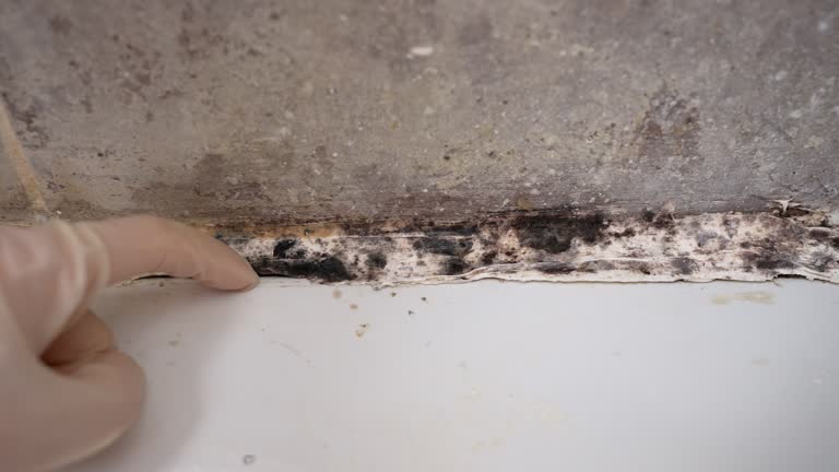 Best HVAC Mold Inspection and Cleaning  in Colonia, NJ